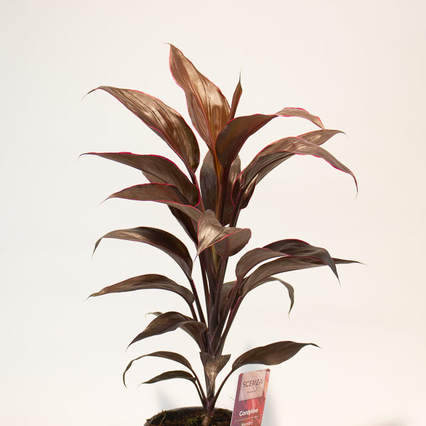 Cordyline Mambo 12cm H43cm