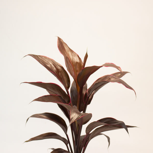 Cordyline Mambo 12cm H43cm