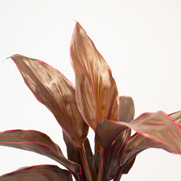 Cordyline Mambo 12cm H43cm