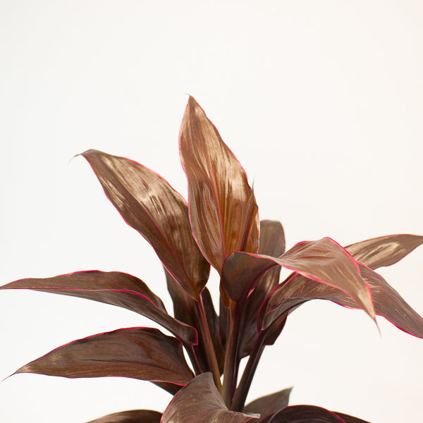 Cordyline Mambo 12cm H43cm