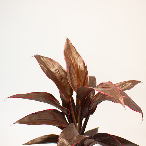 Cordyline Mambo 12cm H43cm