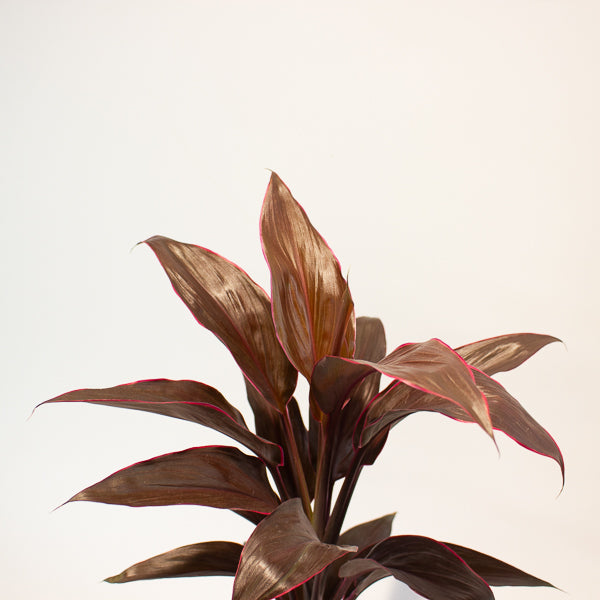 Cordyline Mambo 12cm H43cm