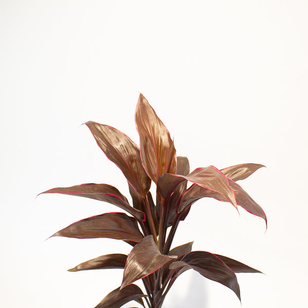 Cordyline Mambo 12cm H43cm