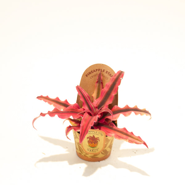Cryptanthus bivittatus Red Star 6cm H12cm