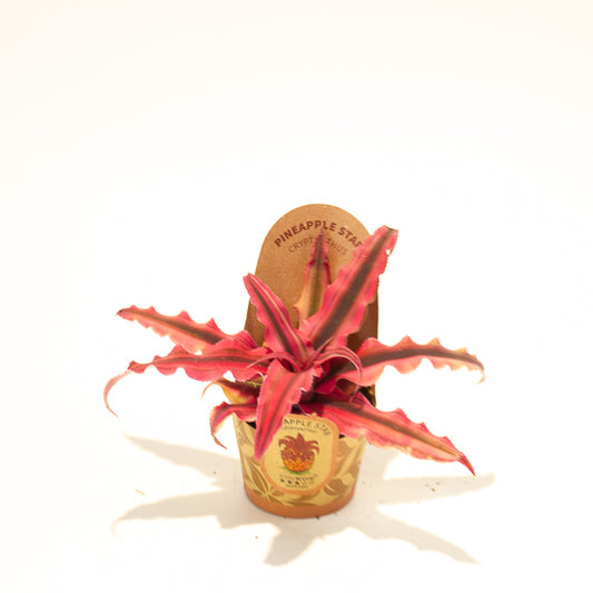 Cryptanthus bivittatus Red Star 6cm H12cm