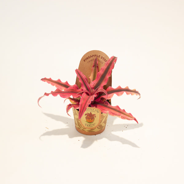 Cryptanthus bivittatus Red Star 6cm H12cm