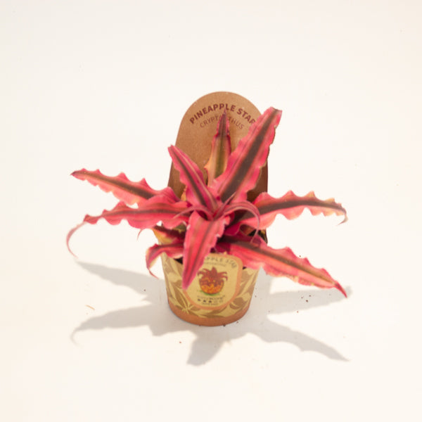 Cryptanthus bivittatus Red Star 6cm H12cm