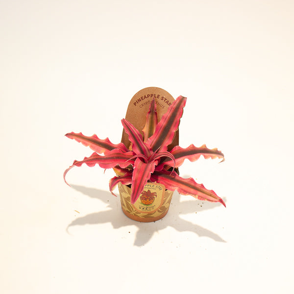 Cryptanthus bivittatus Red Star 6cm H12cm