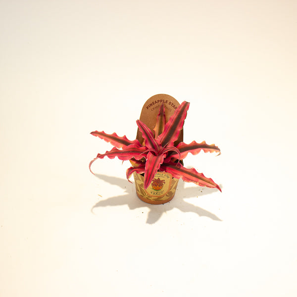 Cryptanthus bivittatus Red Star 6cm H12cm