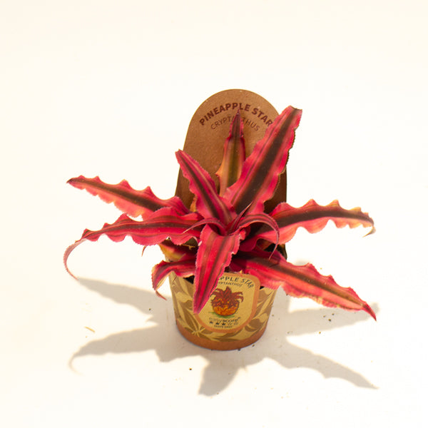 Cryptanthus bivittatus Red Star 6cm H12cm
