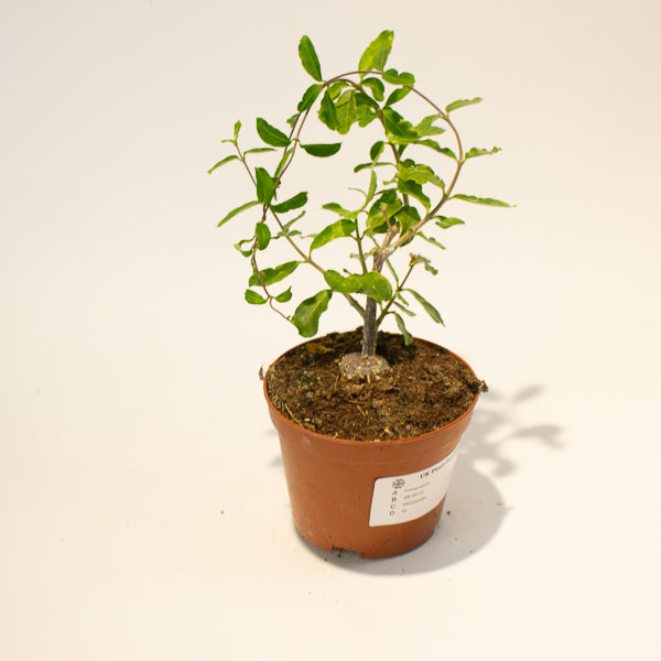 Fockea edulis 11cm Hcm