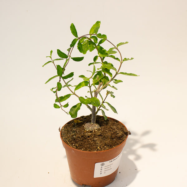 Fockea edulis 11cm Hcm