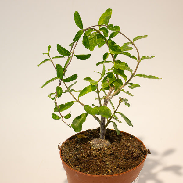 Fockea edulis 11cm Hcm