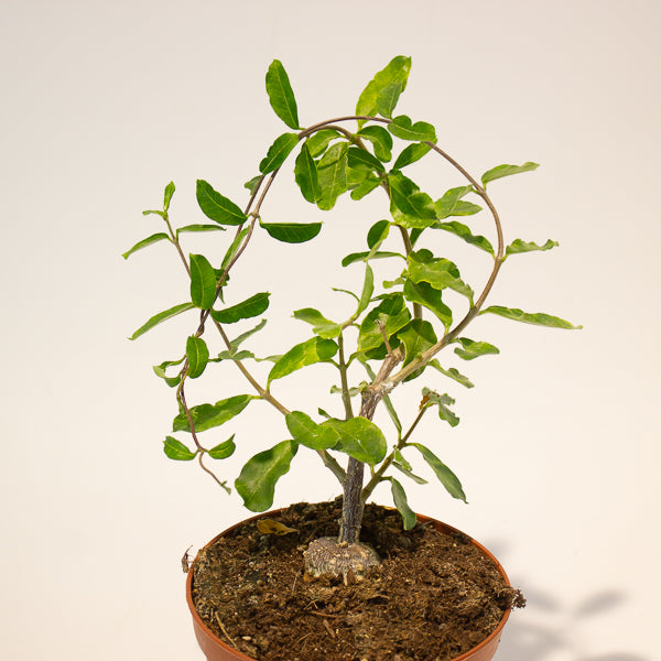 Fockea edulis 11cm Hcm