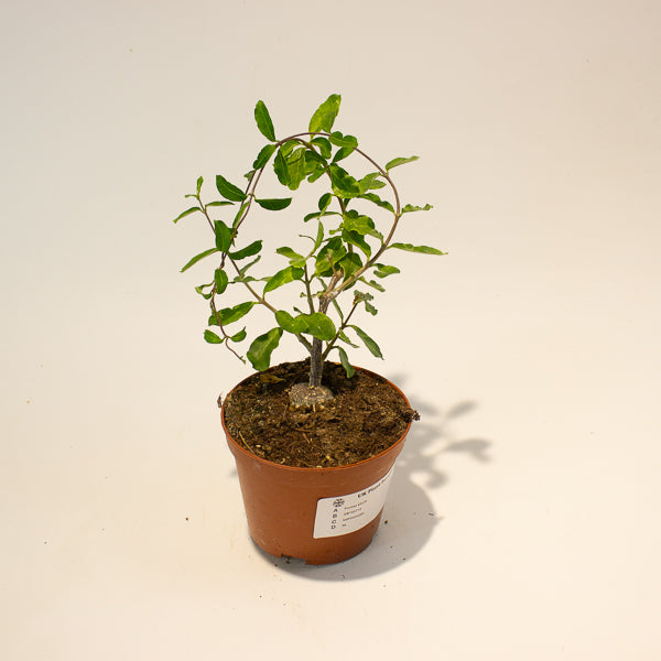 Fockea edulis 11cm Hcm