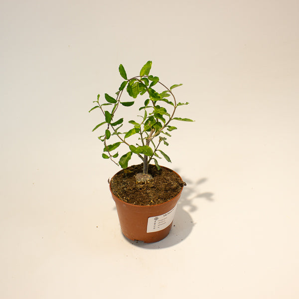 Fockea edulis 11cm Hcm