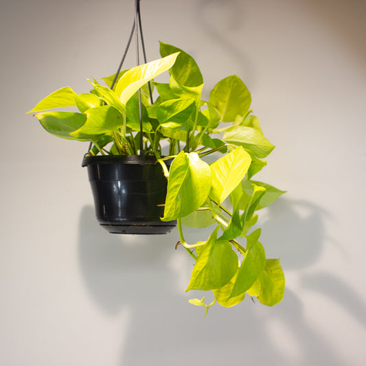 Epipremnum pinnatum 'Golden Pothos' 15cm H40cm