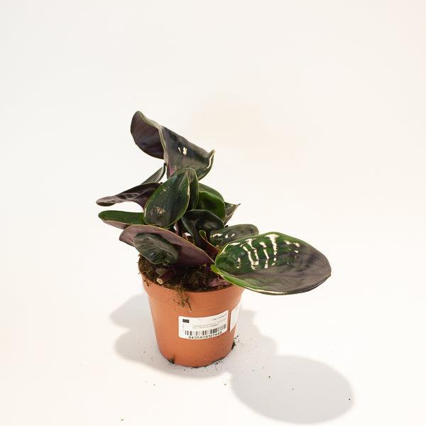 Geogenanthus ciliatus Midnight Pearl  12cm H5cm