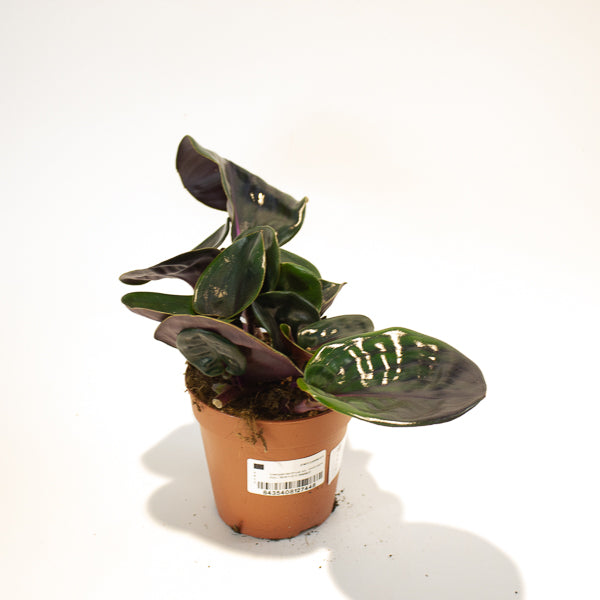 Geogenanthus ciliatus Midnight Pearl  12cm H5cm