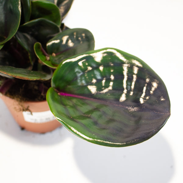 Geogenanthus ciliatus Midnight Pearl  12cm H5cm