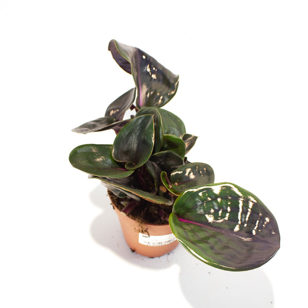 Geogenanthus ciliatus Midnight Pearl  12cm H5cm