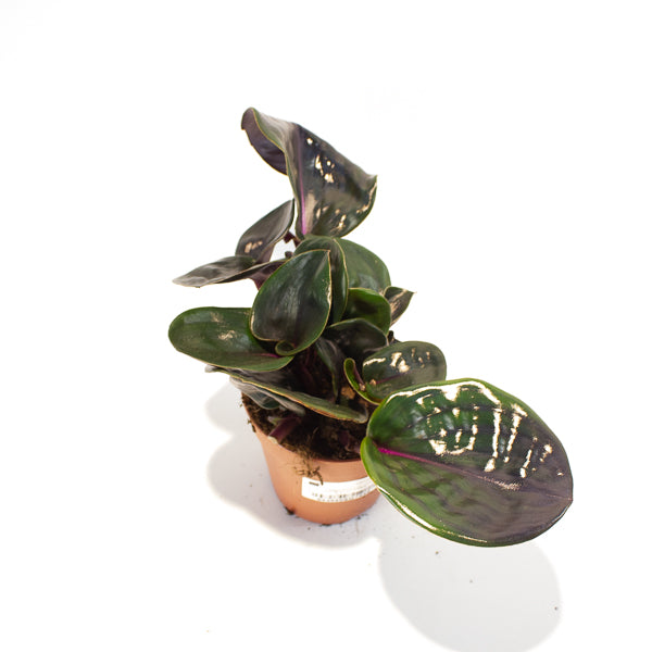 Geogenanthus ciliatus Midnight Pearl  12cm H5cm