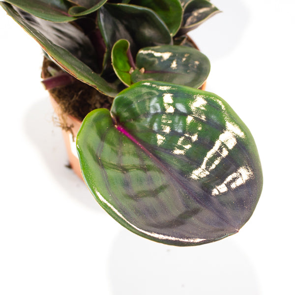 Geogenanthus ciliatus Midnight Pearl  12cm H5cm