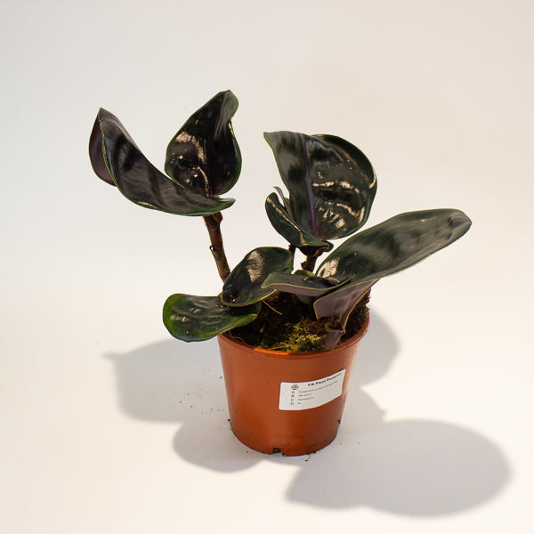 Geogenanthus ciliatus Midnight Pearl  14cm H30cm