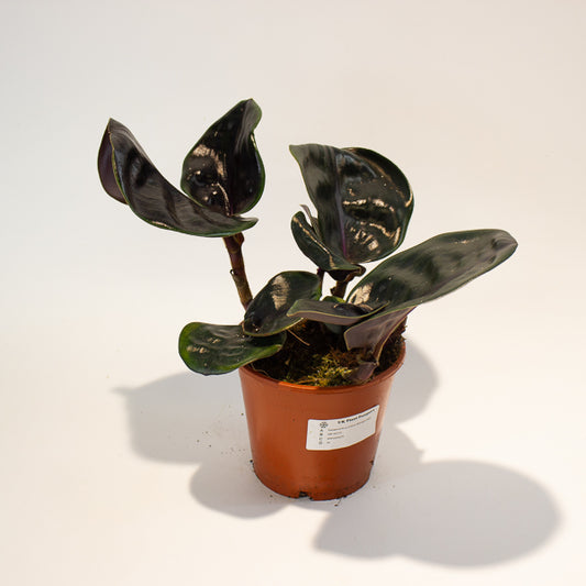 Geogenanthus ciliatus Midnight Pearl  14cm H30cm