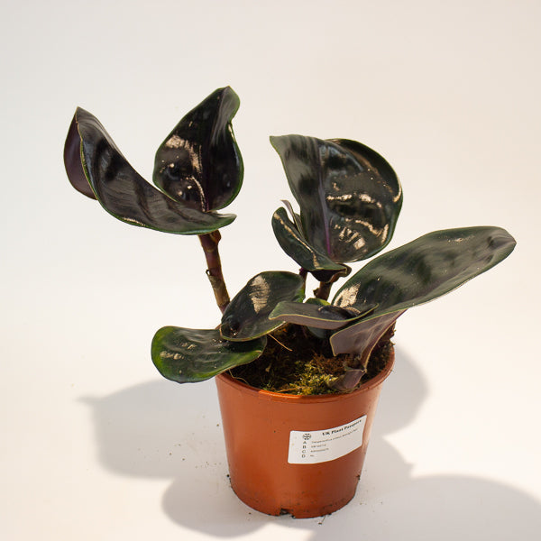 Geogenanthus ciliatus Midnight Pearl  14cm H30cm