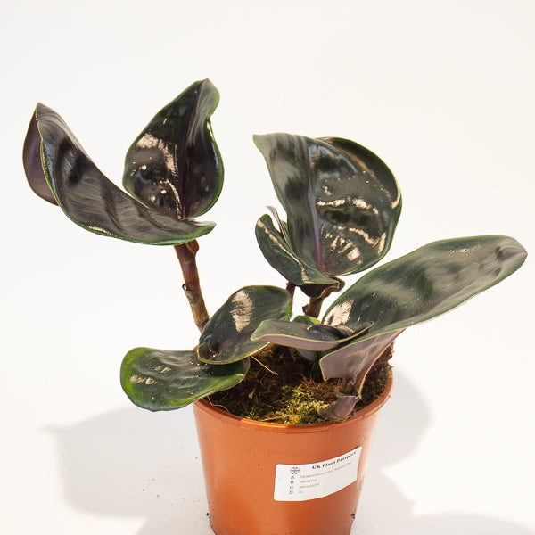 Geogenanthus ciliatus Midnight Pearl  14cm H30cm