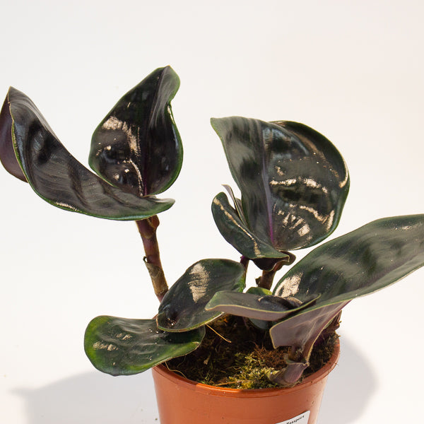 Geogenanthus ciliatus Midnight Pearl  14cm H30cm