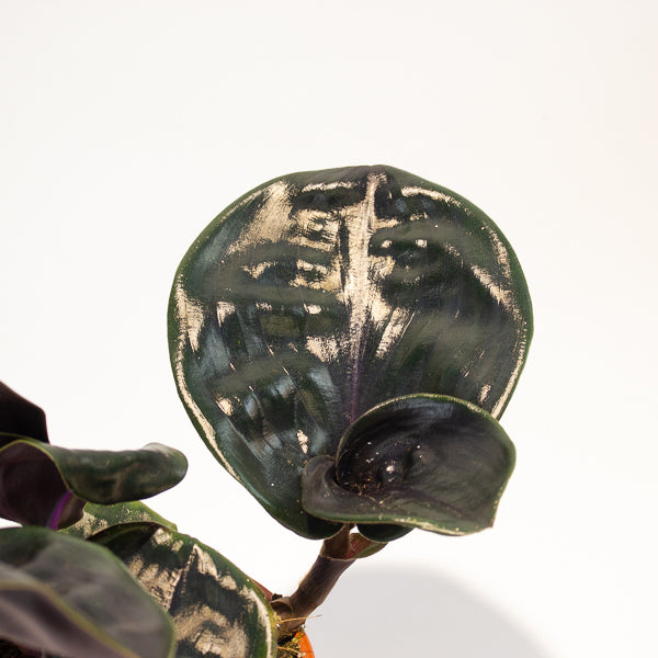 Geogenanthus ciliatus Midnight Pearl  14cm H30cm