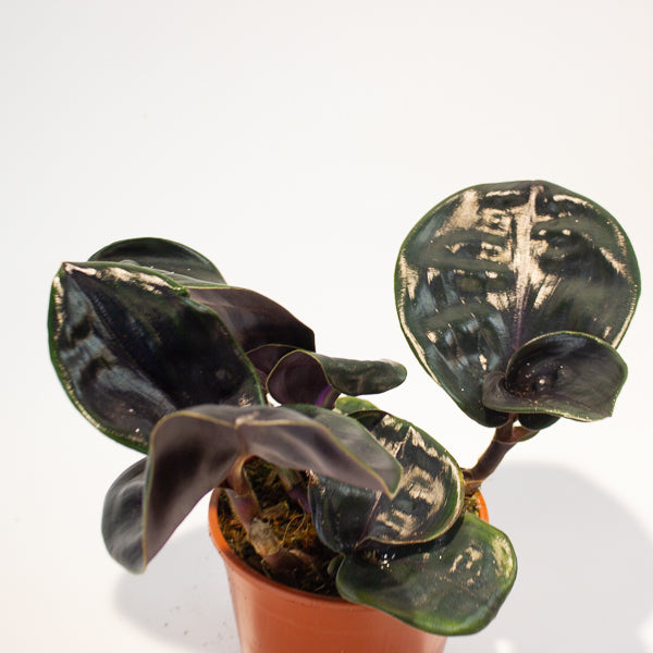 Geogenanthus ciliatus Midnight Pearl  14cm H30cm