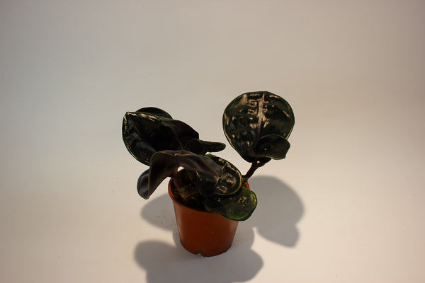 Geogenanthus ciliatus Midnight Pearl  14cm H30cm