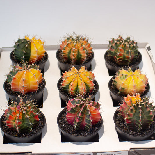 Gymnocalycium Cactus ‘Variegated’ EXTRA COLOURED 7.5cm H13cm