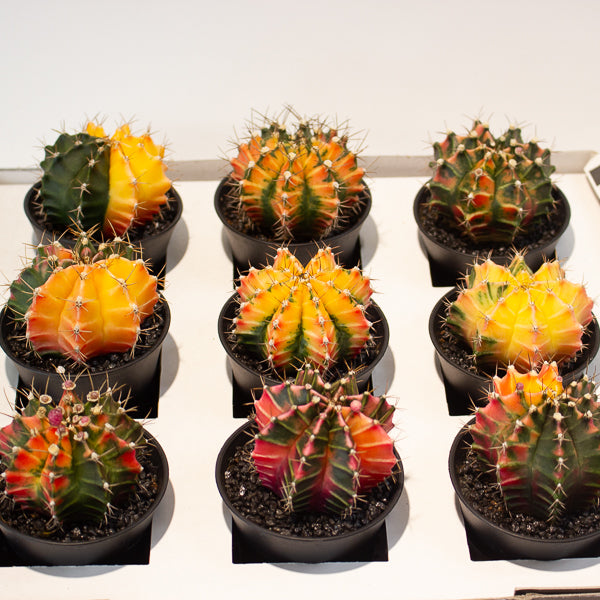 Gymnocalycium Cactus ‘Variegated’ EXTRA COLOURED 7.5cm H13cm