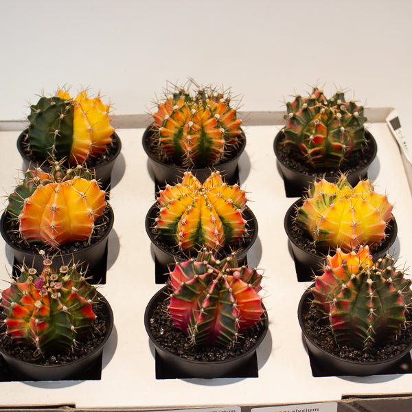 Gymnocalycium Cactus ‘Variegated’ EXTRA COLOURED 7.5cm H13cm