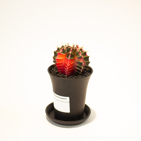 Gymnocalycium Cactus ‘Variegated’ EXTRA COLOURED 7.5cm H13cm