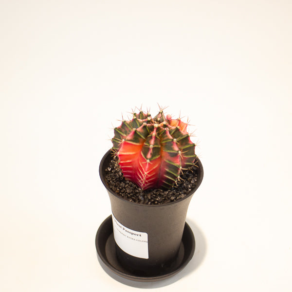 Gymnocalycium Cactus ‘Variegated’ EXTRA COLOURED 7.5cm H13cm