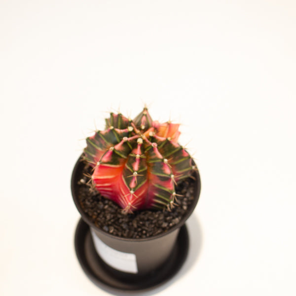 Gymnocalycium Cactus ‘Variegated’ EXTRA COLOURED 7.5cm H13cm