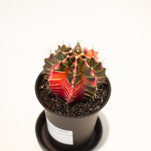 Gymnocalycium Cactus ‘Variegated’ EXTRA COLOURED 7.5cm H13cm