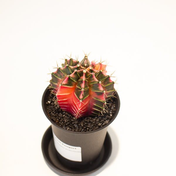 Gymnocalycium Cactus ‘Variegated’ EXTRA COLOURED 7.5cm H13cm