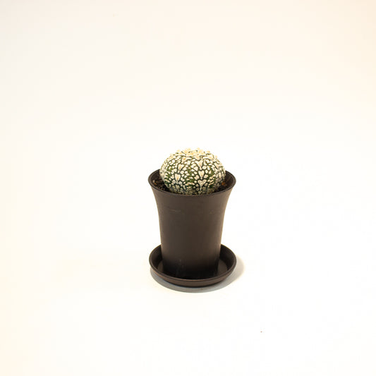 Astrophytum Asterias 7.5cm H12cm