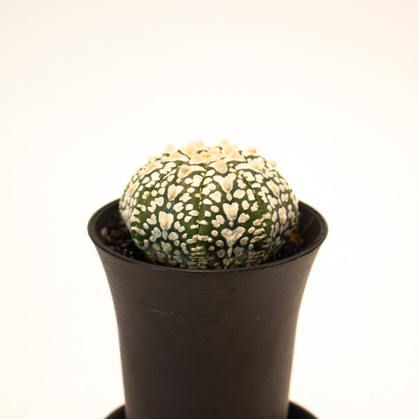 Astrophytum Asterias 7.5cm H12cm