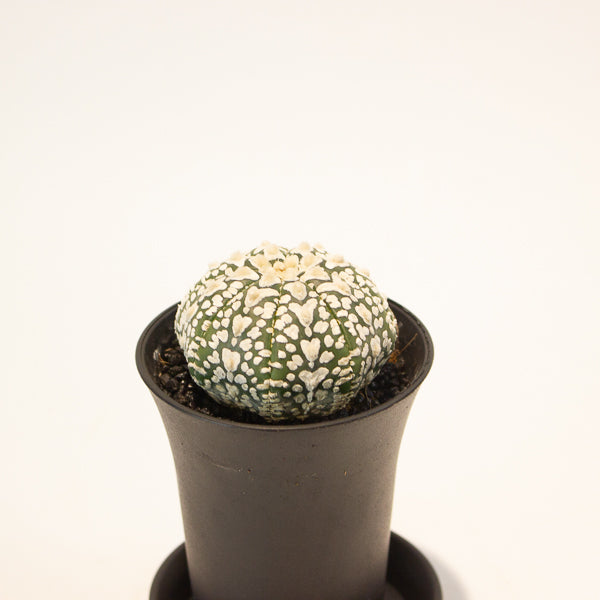 Astrophytum Asterias 7.5cm H12cm