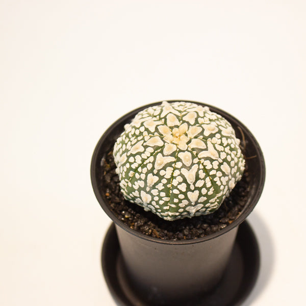 Astrophytum Asterias 7.5cm H12cm