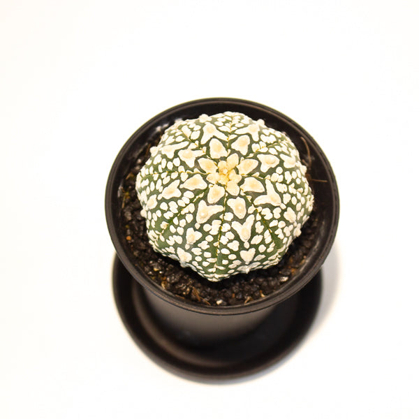 Astrophytum Asterias 7.5cm H12cm