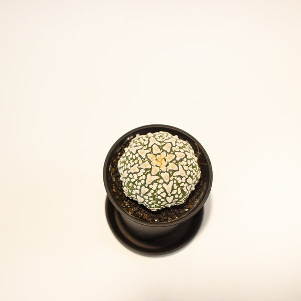 Astrophytum Asterias 7.5cm H12cm