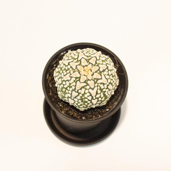 Astrophytum Asterias 7.5cm H12cm